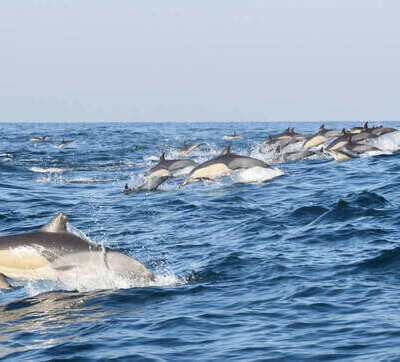 דולפינים ים דרום אפריקה ספארי ים יבשה