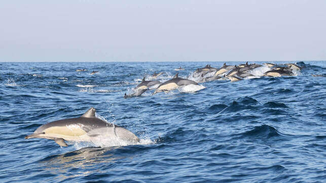 דולפינים ים דרום אפריקה ספארי ים יבשה