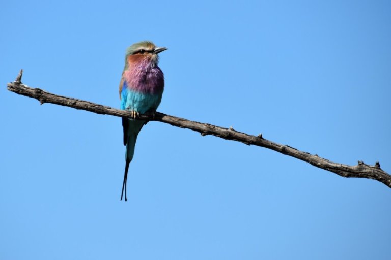 ציפור חיות ספארי בקרוגר פארק פארק קרוגר