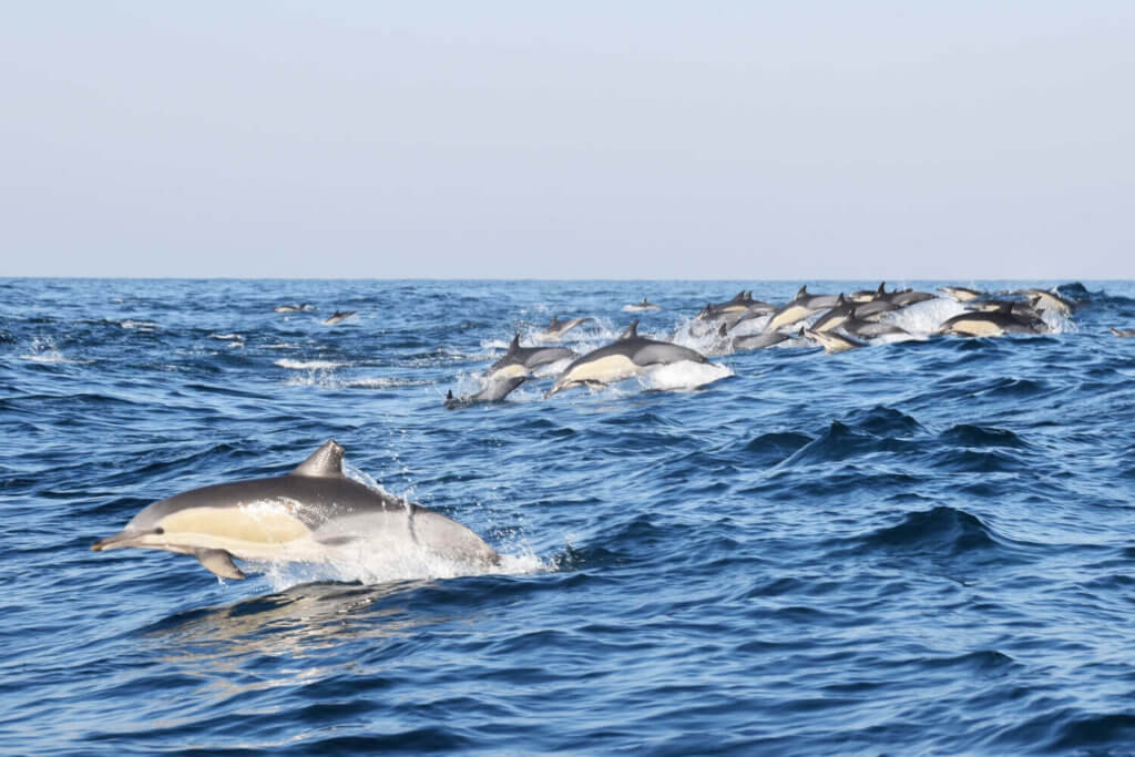 דולפינים ספארי ים יבשה דרום אפריקה