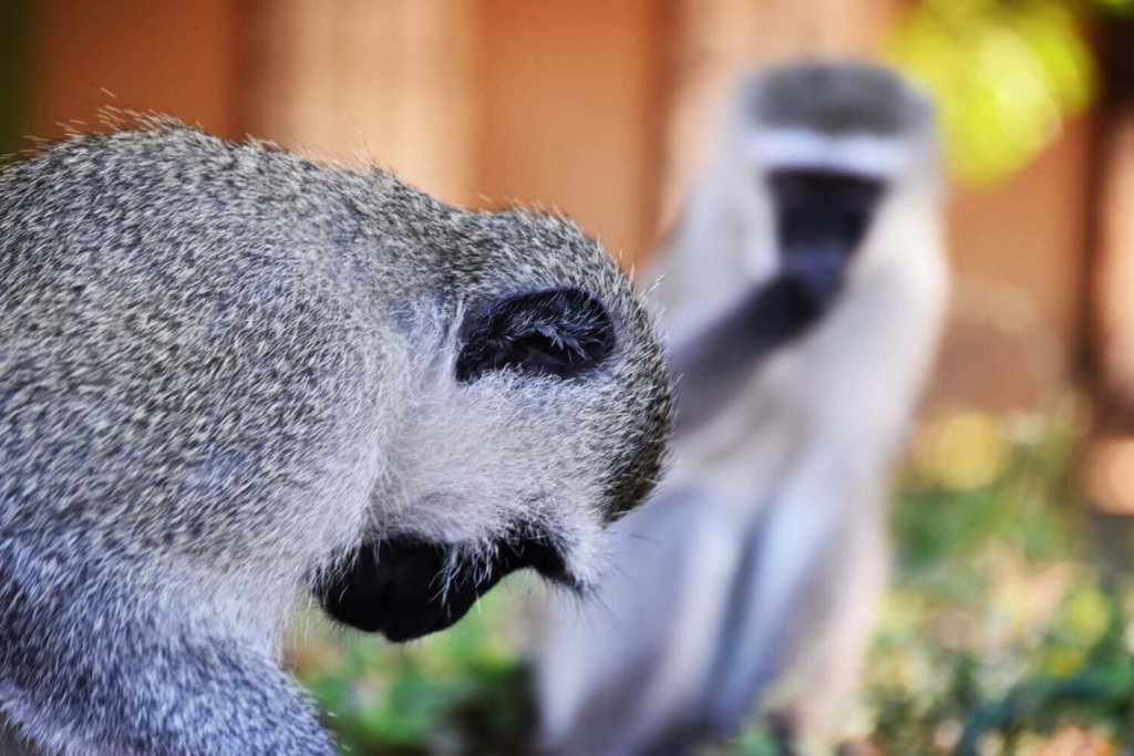 קופים חיות ספארי בקרוגר פארק פארק קרוגר