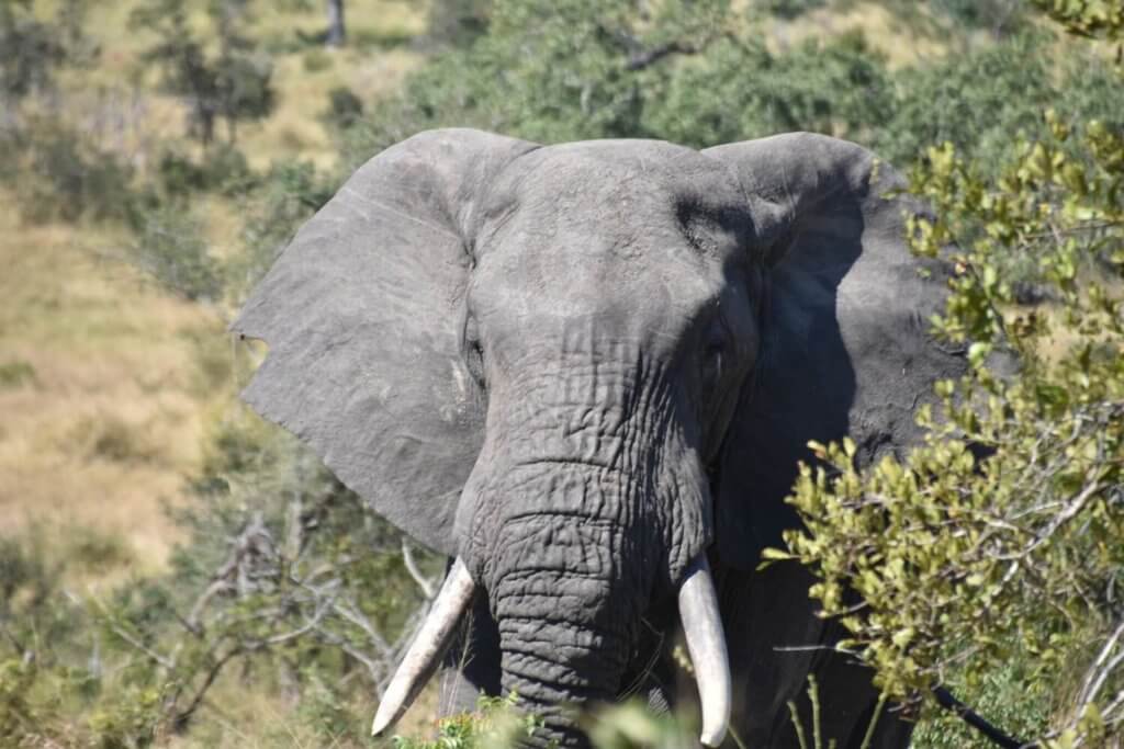 פילים פארק אדו דרום אפריקה