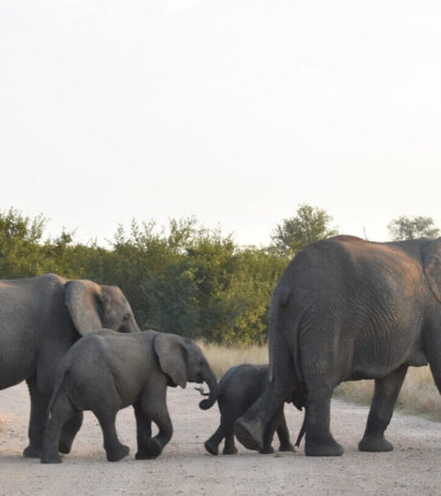 משפחת פילים פארק אדו דראום אפריקה