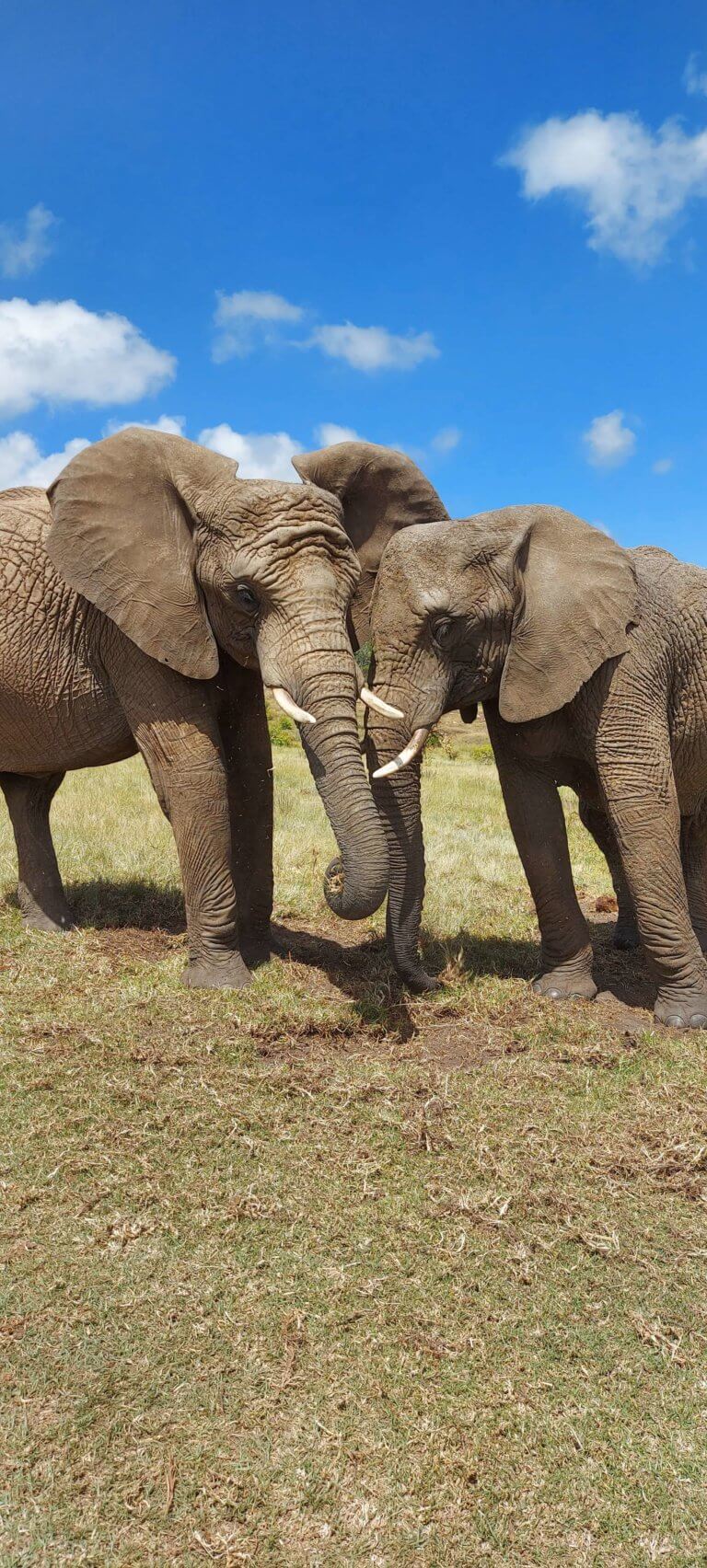 פארק הפילים נייזנה, דרך הגנים, דרום אפריקה