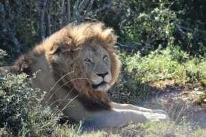 אריה שמורת ספארי פרטית קרייגה, דרך הגנים, דרום אפריקה