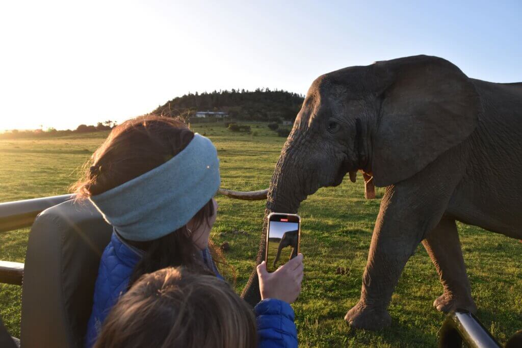 פילים, שמורת ספארי פרטית קרייגה, דרך הגנים, דרום אפריקה