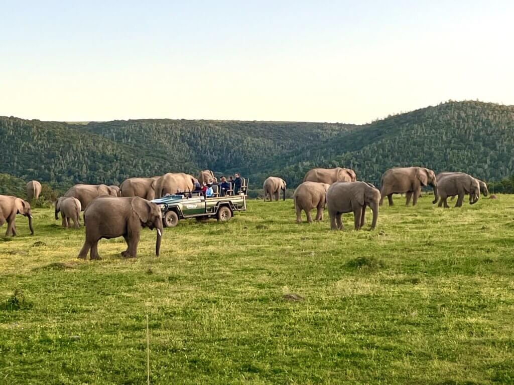 רכב ספארי ועדר פילים שמורת קרייגה דרום אפריקה דרך הגנים