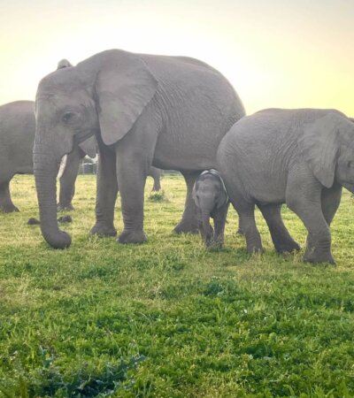 עדר פילים בספארי קרייגה דרום אפריקה דרך הגנים