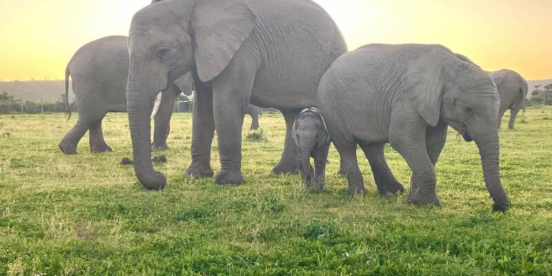 עדר פילים בספארי קרייגה דרום אפריקה דרך הגנים