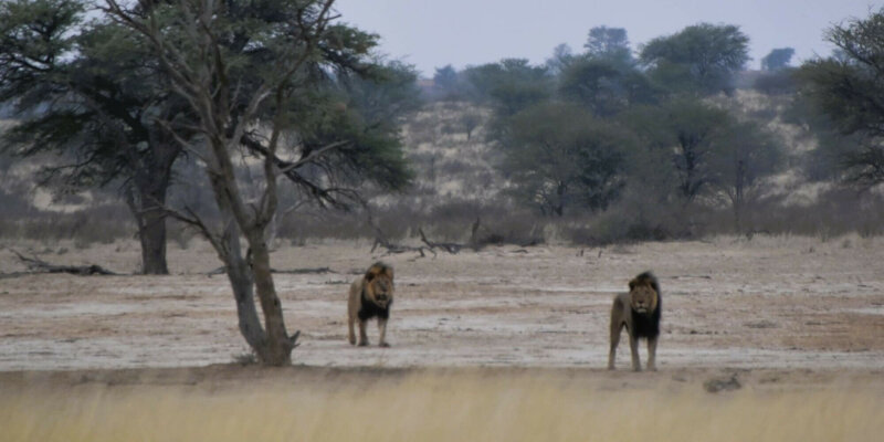 מפגש קרוב עם להקת אריות, שמורת הקלהרי, דרום אפריקה
