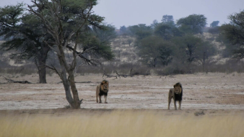 מפגש קרוב עם להקת אריות, שמורת הקלהרי, דרום אפריקה