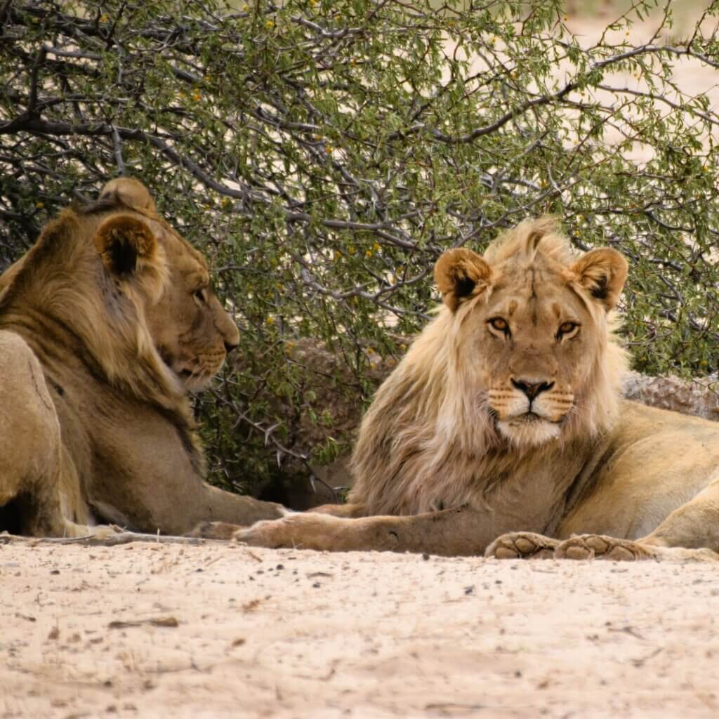 קואליציית אריות זכרים במדבר הקלהרי דרום אפריקה