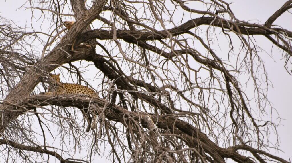 נמר על עץ, מדבר קלהרי, דרום אפריקה ספארי