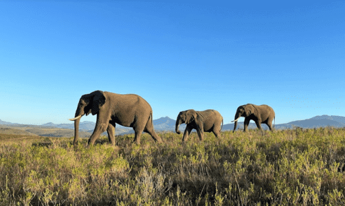 עדר פילים בשמורת בוטליירסקופ בדרום אפריקה