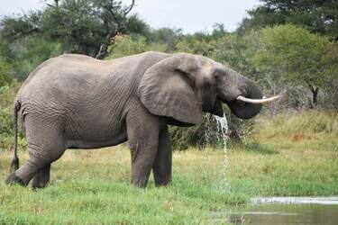 פיל שותה מים פארק קרוגר דרום אפריקה